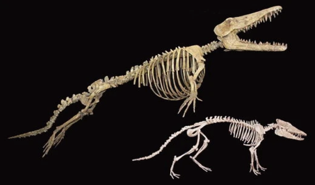 Cetacean fossils